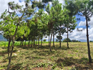 Land for sale in Los Planes de Sumango - Image 14