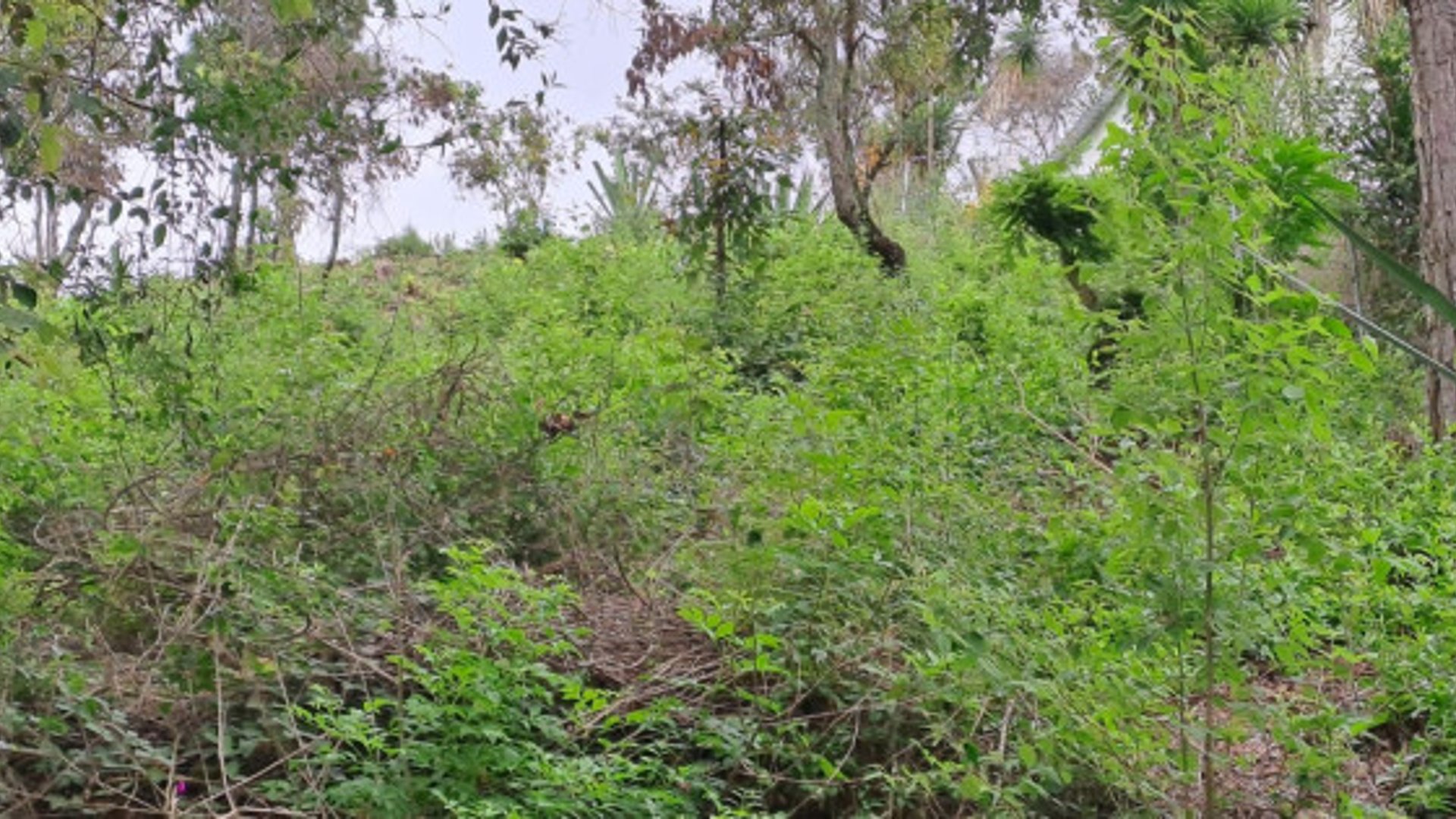 Terreno en venta en San Antonio la Paz el Progreso - Miniatura 9