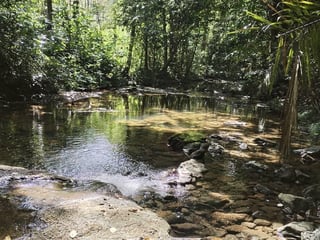Finca con Producción de Teca en VENTA en Alta Verapaz - 5