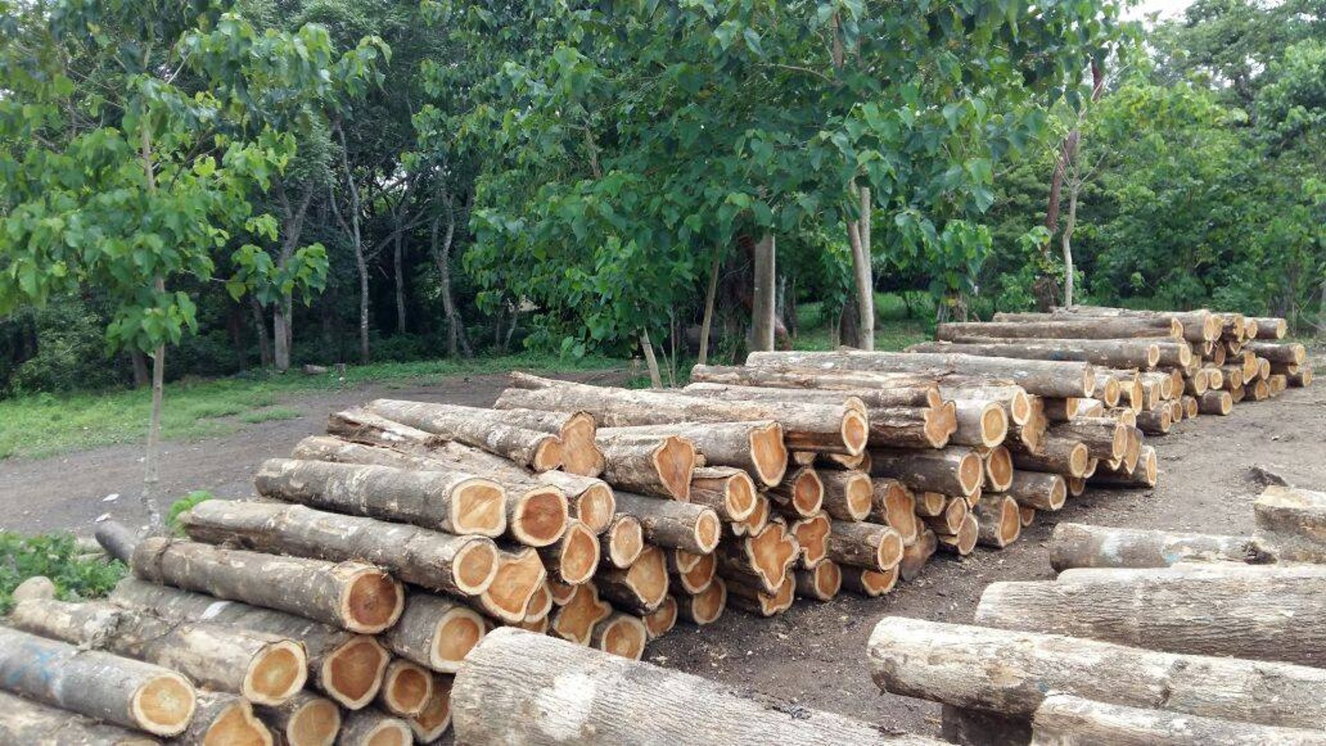 Finca Forestal en Petén – 18 caballerías tituladas de Teca - Miniatura 3