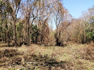 Terreno en Venta en Km 26.5 Carretera a El Salvador, 7.7 Manzanas  - Image 8