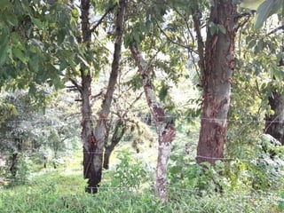 Lote en venta, Sausalito Fraijanes Km. 19.8 - Image 6