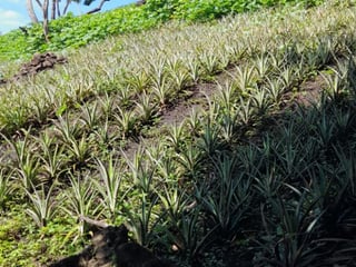 Vendo Terreno para Siembra  en Carretera a El Salvador - Image 4