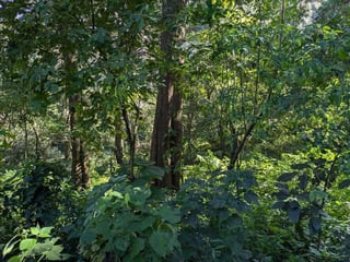 SAN LUCAS / TERRENO EN VENTA - Image 7