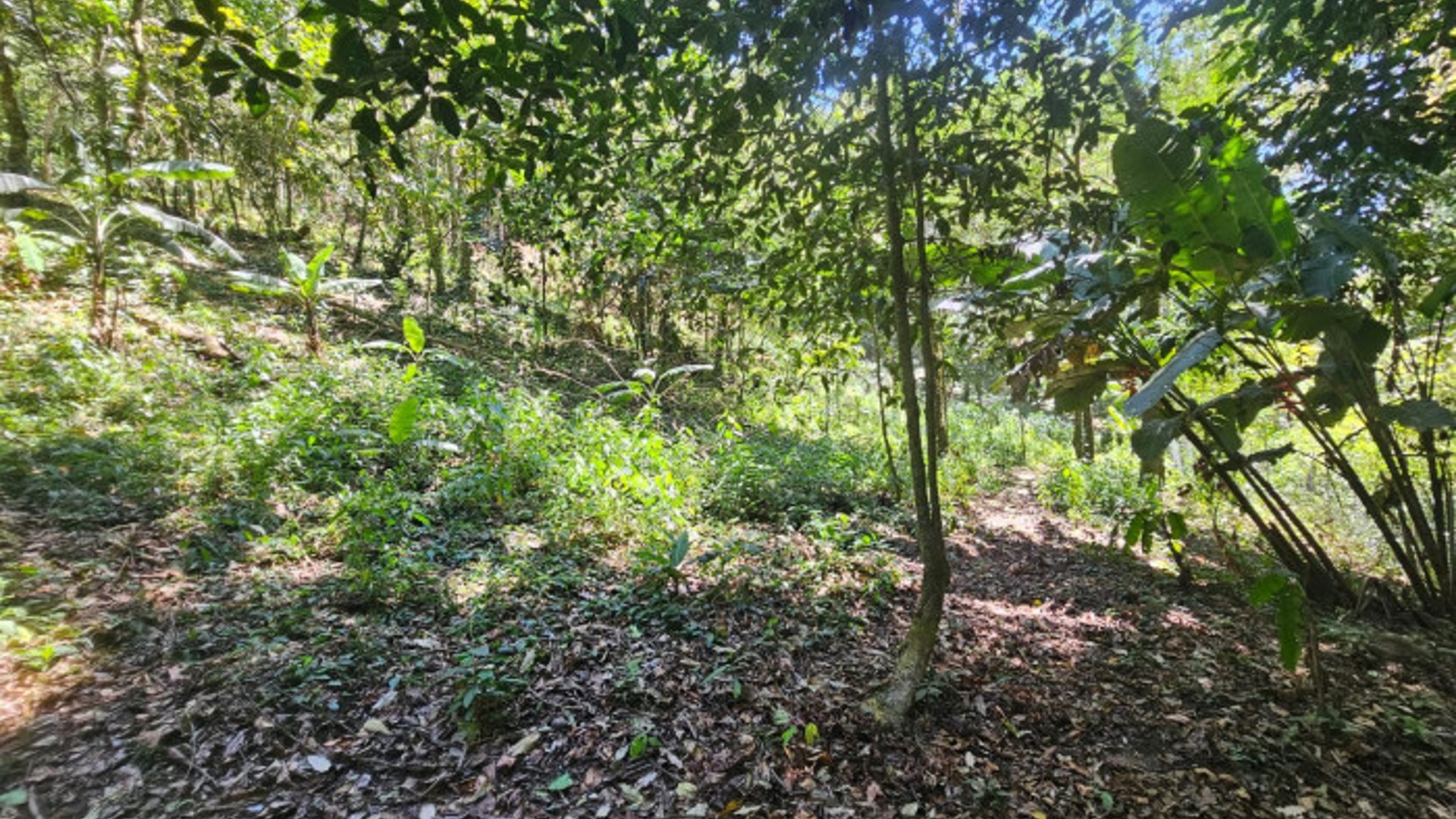 HACIENDA EN VENTA - FINCA EL MAGUEY