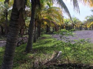 Terreno en Venta Cercano a Juan Gaviota Escuintla - 5