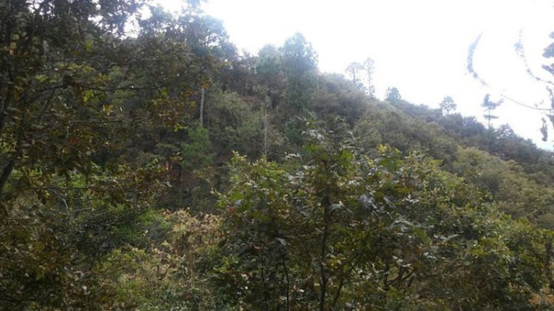 En Venta 70 Manzanas Terreno Boscoso San Pedro Ayampuc - Miniatura 8