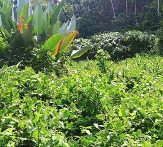 TERRENO EN VENTA – ????Amatique Bay | Puerto Barrios, IZABAL