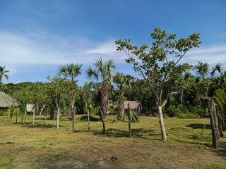 GANGA TERRENO EN VENTA – ALDEA EL CEBOLLITO, HAWÁI CHIQUIMULA - 2