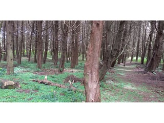 TERRENO EN VENTA EN EL KM 22 CARRETERA EL SALVADOR PREMIER CAMPESTRE - 5