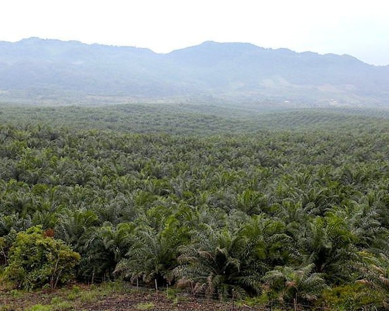 FINCA DE 45 CABALLERÍAS DE PALMA AFRICANA EN VENTA | SAYAXCHÉ, CERCA DEL CASCO M