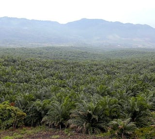 FINCA DE 45 CABALLERÍAS DE PALMA AFRICANA EN VENTA | SAYAXCHÉ, CERCA DEL CASCO M
