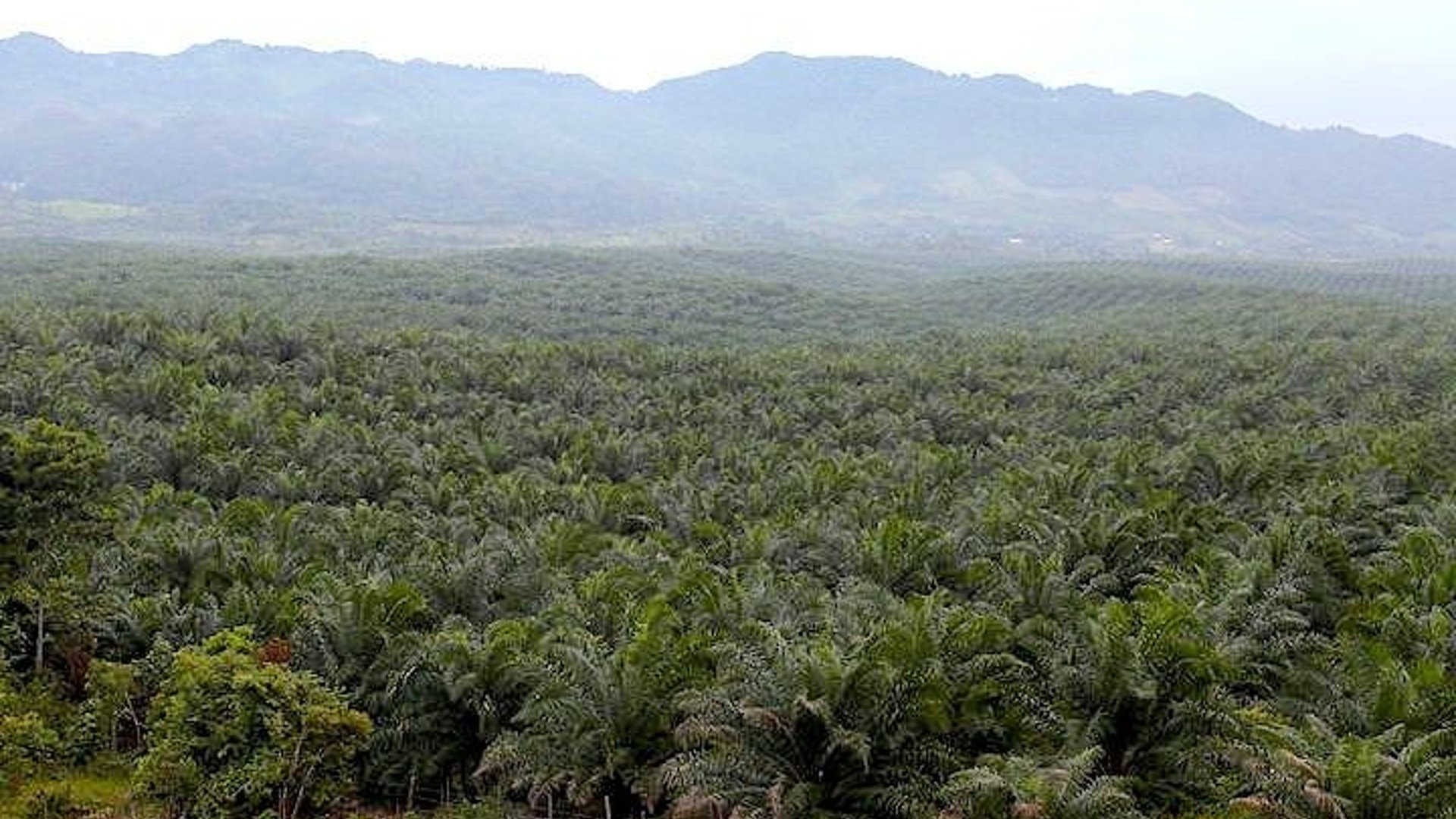 FINCA DE 45 CABALLERÍAS DE PALMA AFRICANA EN VENTA | SAYAXCHÉ, CERCA DEL CASCO M