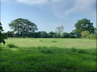 24 manzanas a la venta, Cuyuta Mazagua Escuintla.  - Image 2