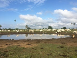 Finca de 4,876 manzanas en Venta en Petén - 4