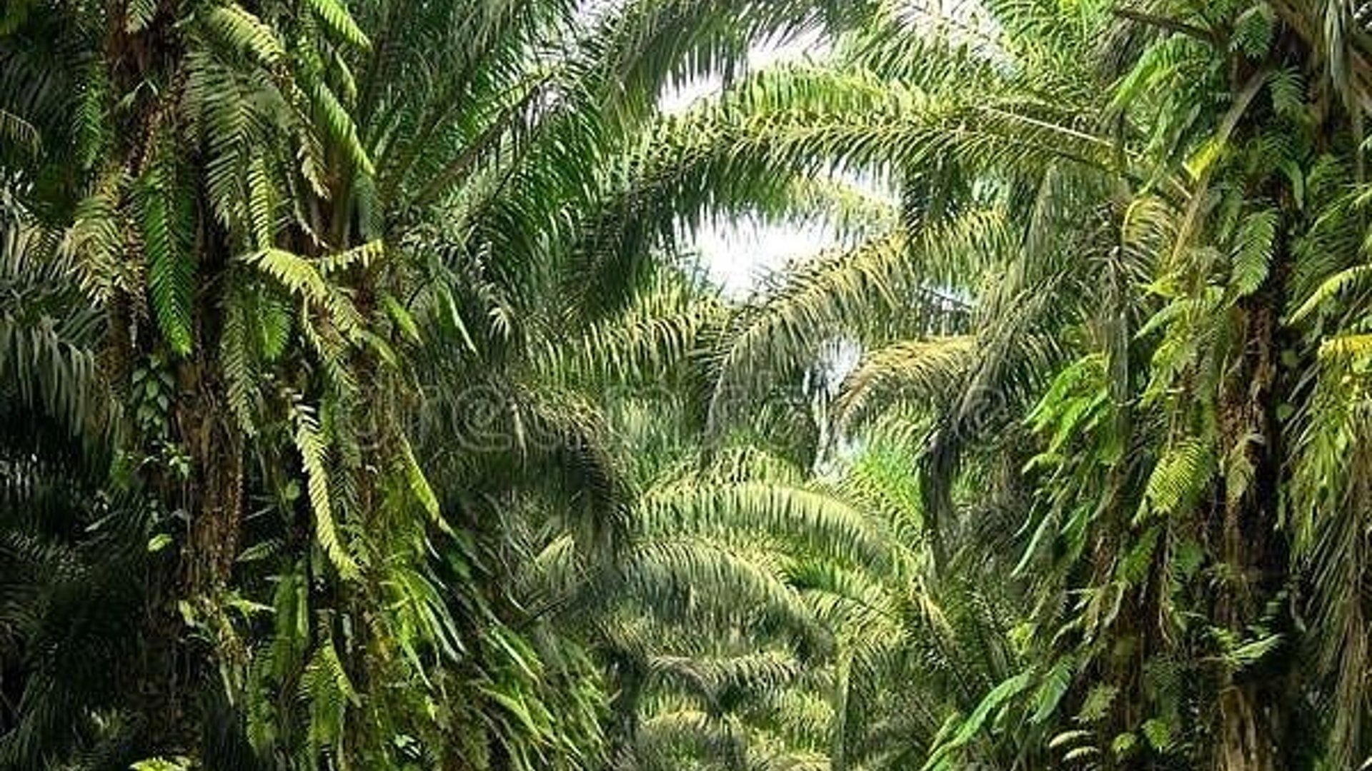 Mega Finca de Palma Africana Certificada en Venta – Honduras - Miniatura 3