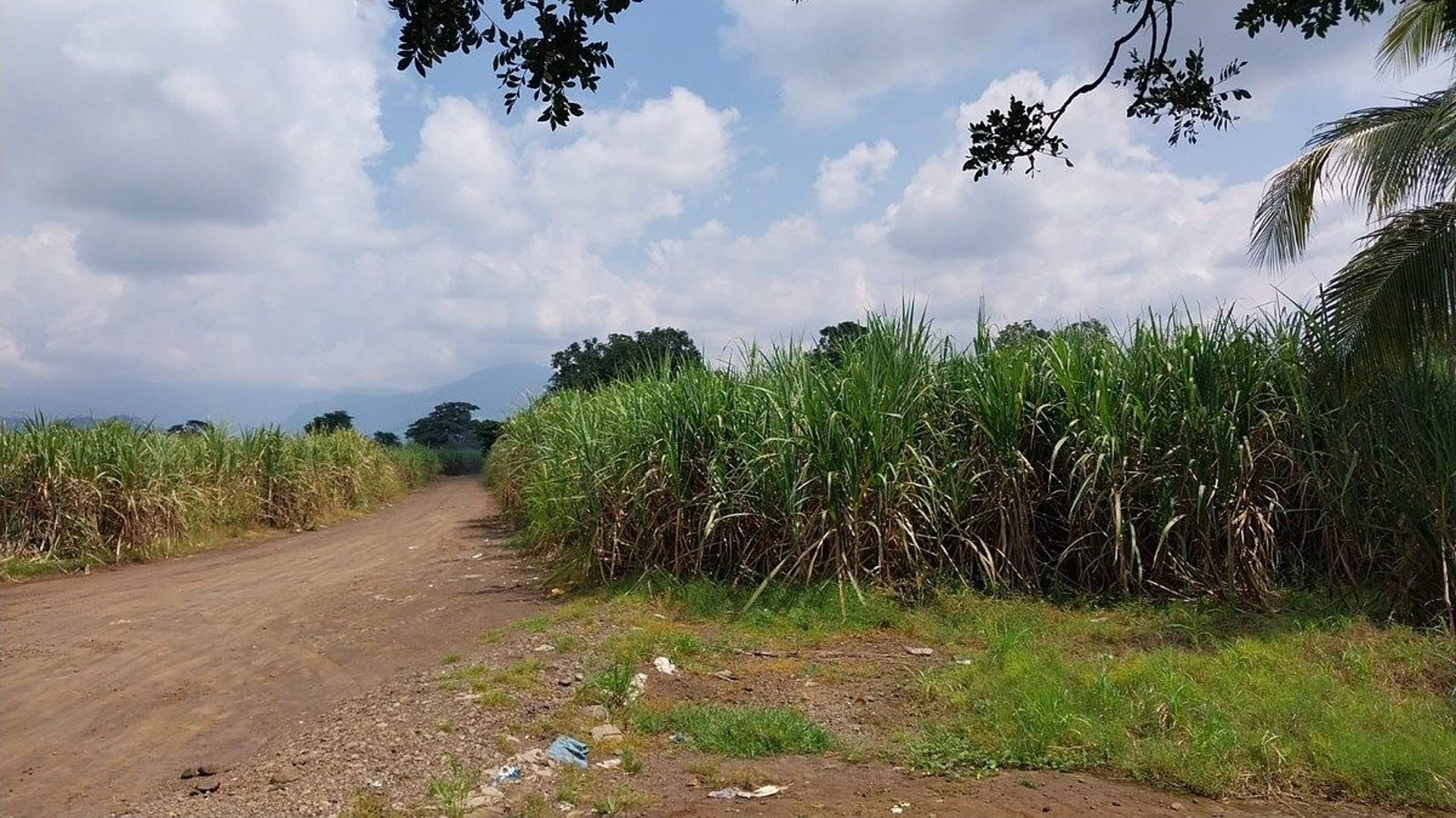Terreno en Venta en Escuintla – Costa Sur de Guatemala - Miniatura 3