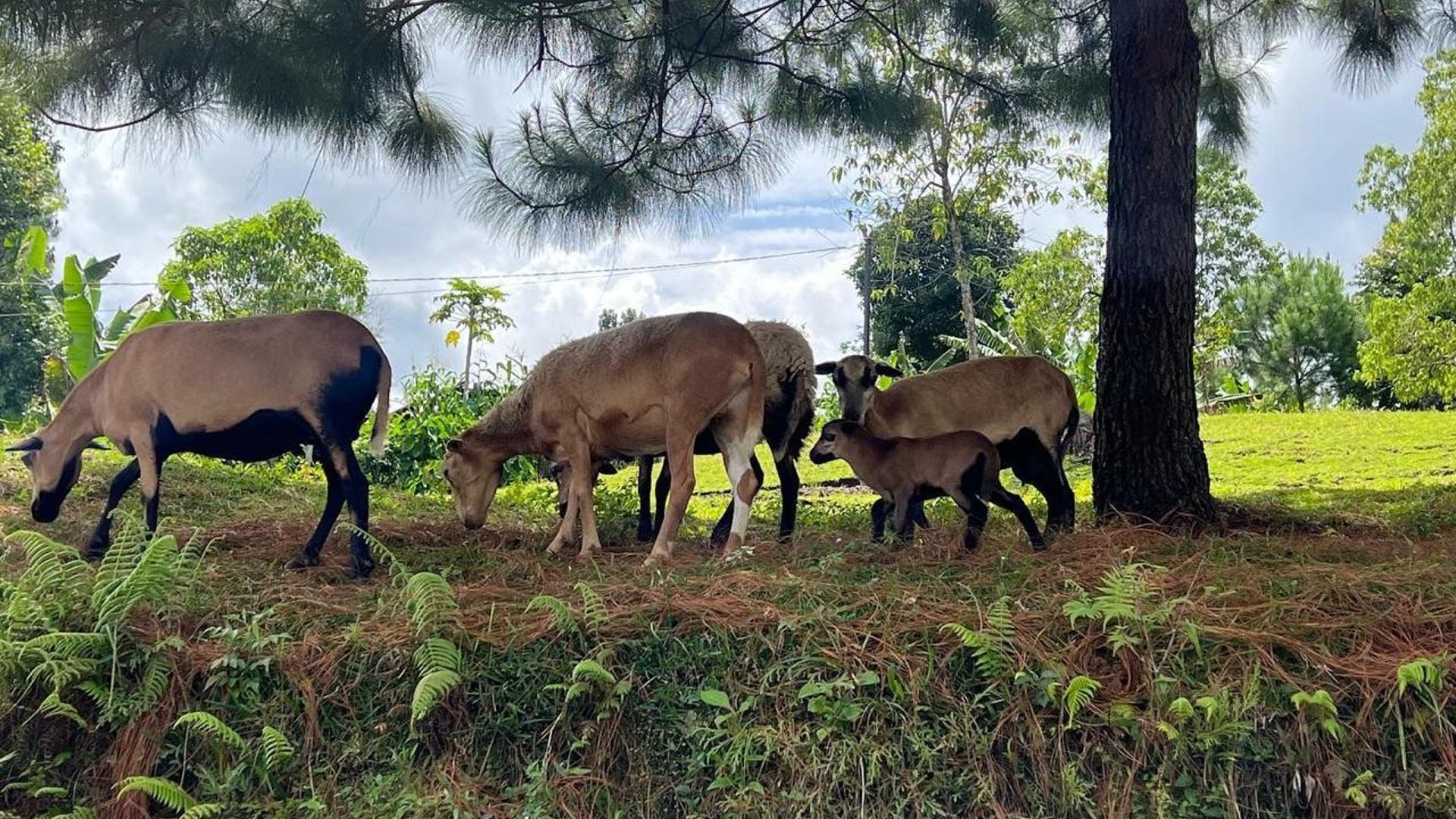 Finca comercial 26 manzanas en Venta en la Verapaces  - Miniatura 12
