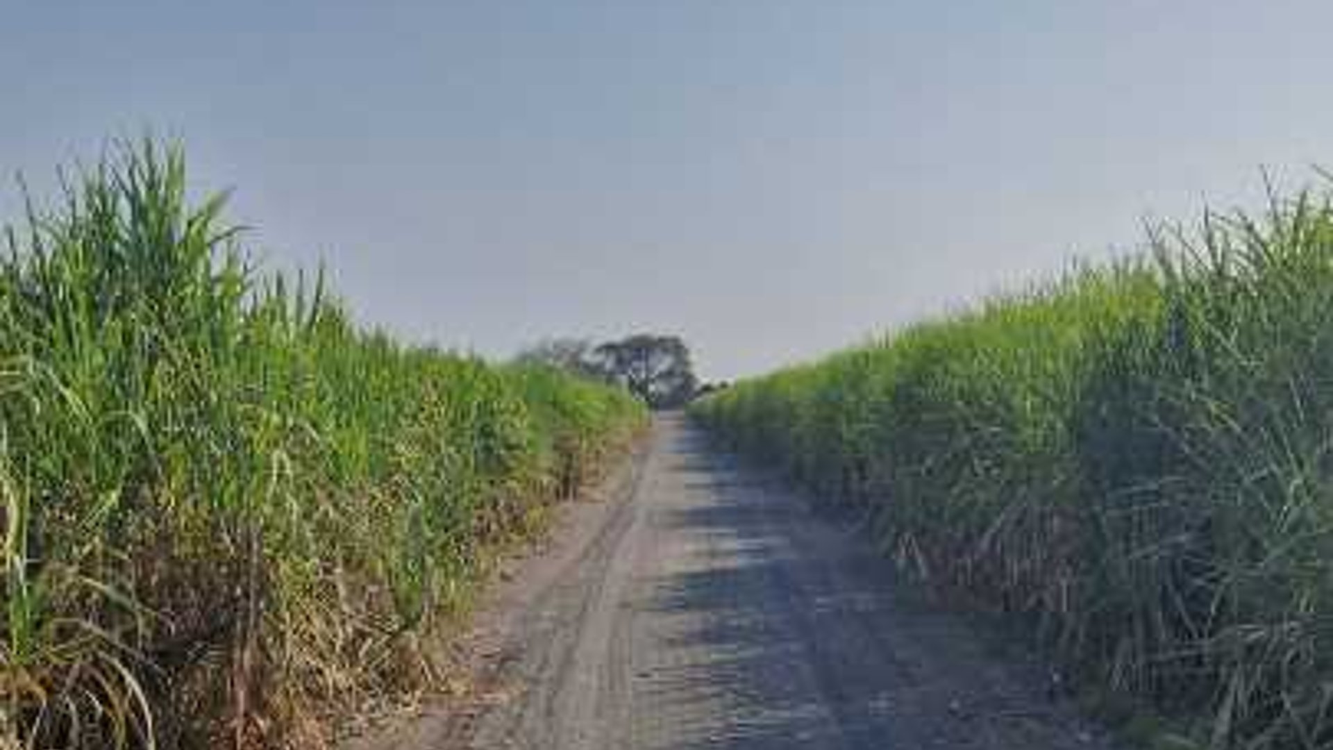 Terreno en Venta  Carretera Antigua Puerto  San José