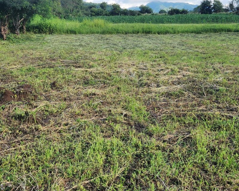 Terreno en Renta Camino a Jutiapa