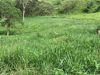 74 Manzanas en venta en Aldea El Mirador Gualan Zacapa - 4