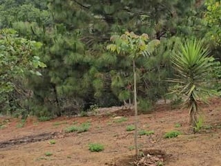 Vendo Propiedad para contruir 1 o varias Casas de Campo en Granja - 5