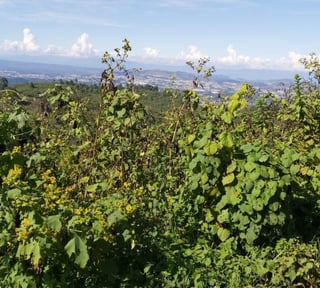 Vendo terreno en Pulté 1170.57m2