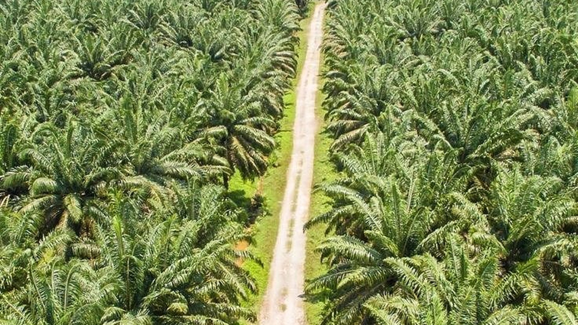 Mega Finca de Palma Africana Certificada en Venta – Honduras - Miniatura 4