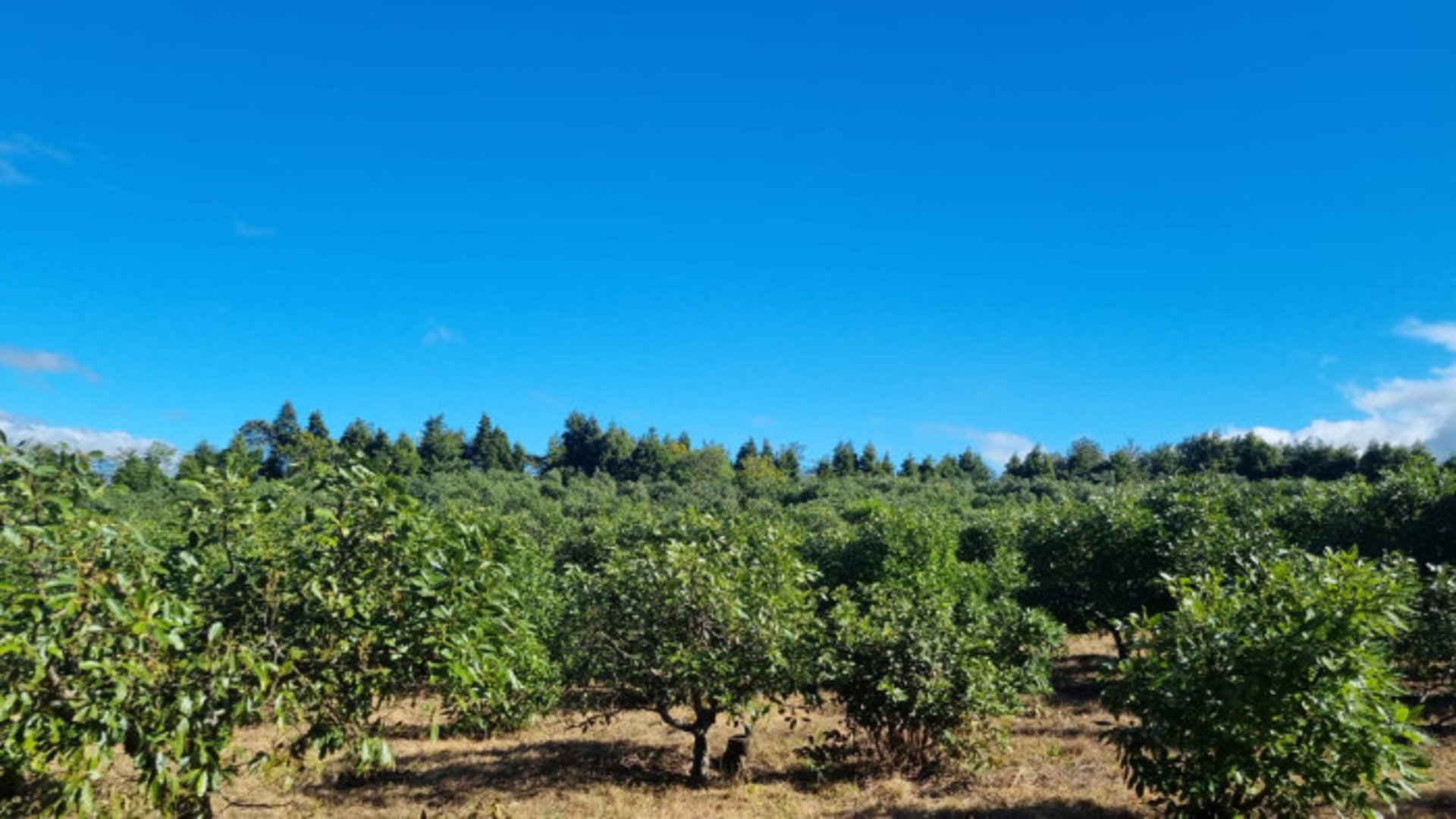 En venta finca aguacate Hass San Vicente Pacaya Esc