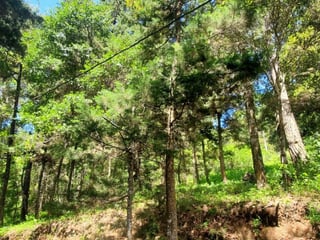 Rancho Verde Fraijanes Lote en venta - 3