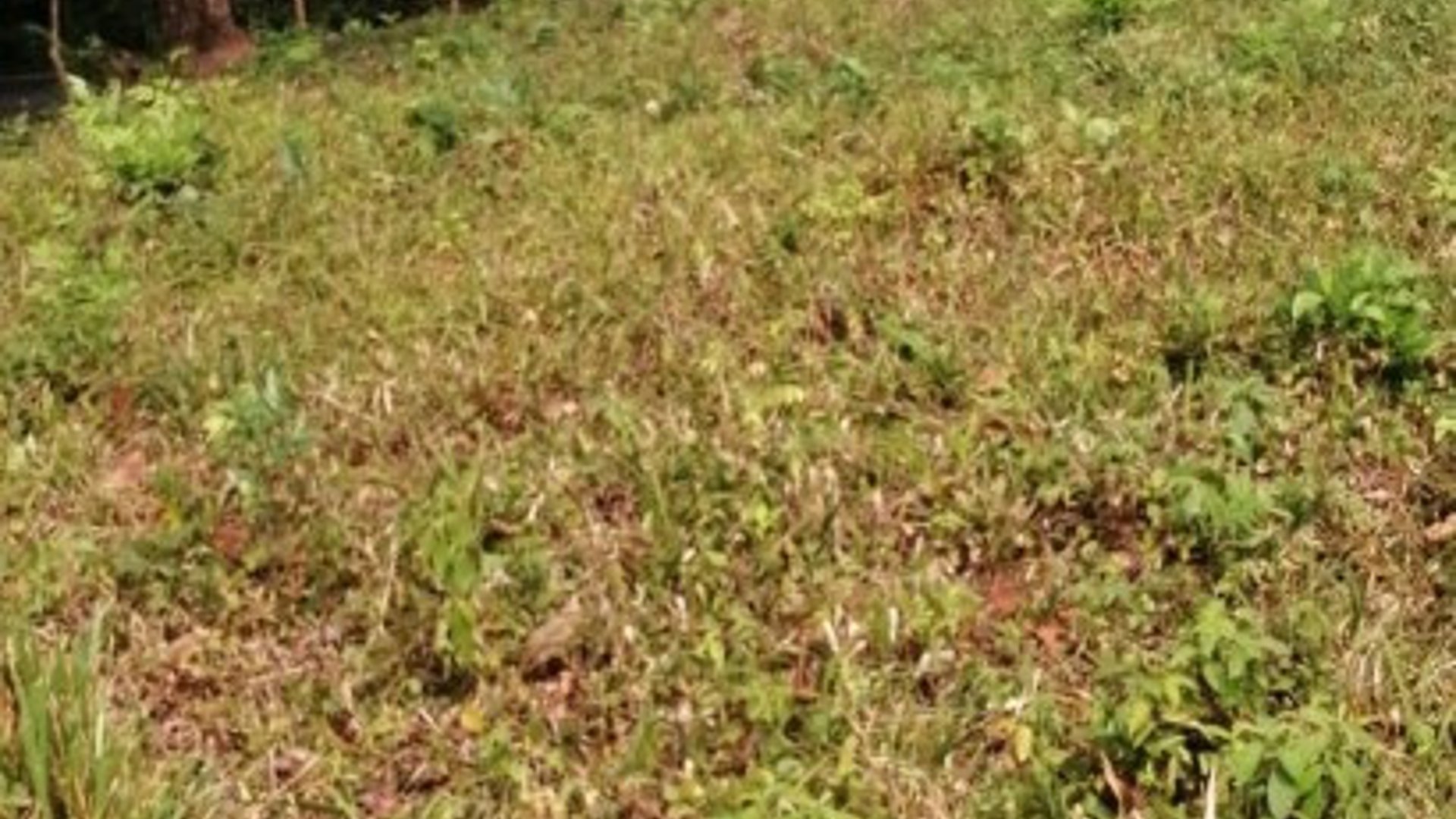 Terreno en Venta Los Amates Izabal, Guatemala