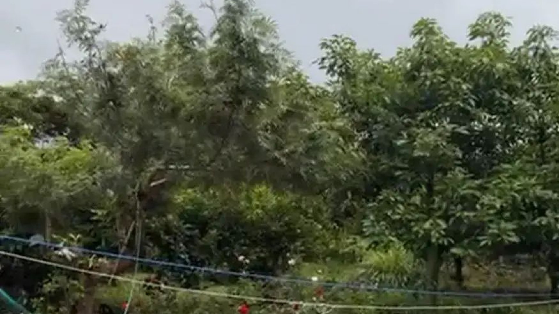 Finca Cafetalera en Renta En Amatitlan - Miniatura 3