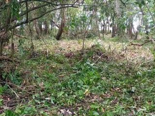 Vendo Terreno en El Estor Izabal - Image 4