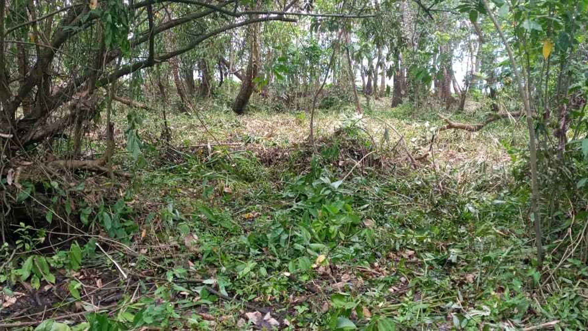 Vendo Terreno en El Estor Izabal - Miniatura 4