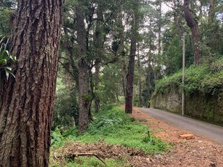 Terreno en Venta Km. 14.5 CES San Jorge Muxbal interior Cipreses - 3