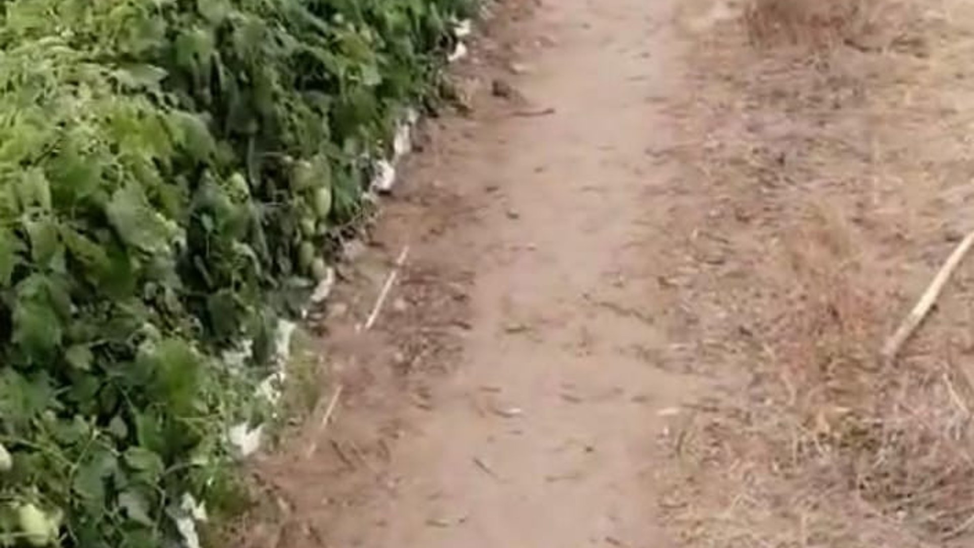 FINCA EN VENTA CON 293,500 Mts2 CON RÍO iNTERMEDIO