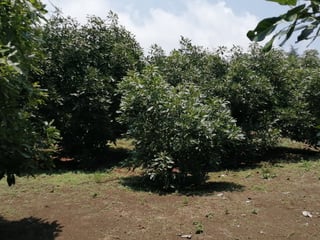 VENTA FINCA CON CULTIVO DE MANGO EN CHIQUIMULILLA - 3