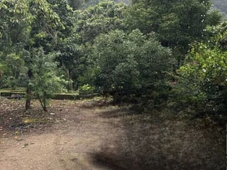 Finca Cafetalera en Renta En Amatitlan - 2