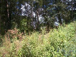 Terreno en venta en Aldea Chichorin San Lucas - 5