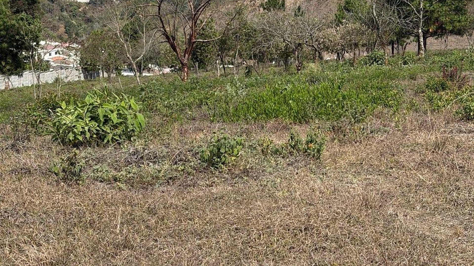 Terreno en renta en Zona 16, camino al Pulte - Miniatura 7