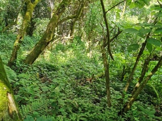 TERRENO EN VENTA EN KM. 15.5 CARRETERA AL SALVADOR. - 2