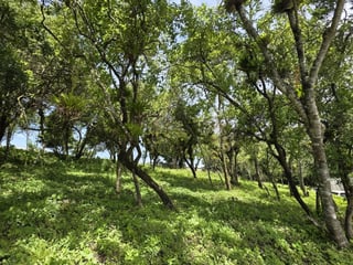 Terreno Venta Altos San Vicente Sta. Catarina Pinula - 4
