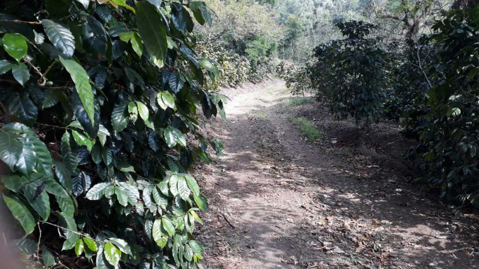 Se vende Finca en Acatenango Chimaltenango - Miniatura 3