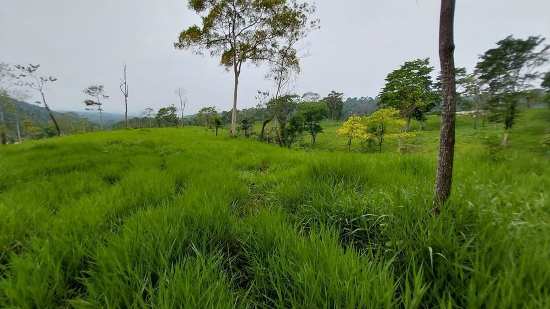 Finca en VENTA de 2 caballerías en Chicacao, Suchitepéquez - Miniatura 2