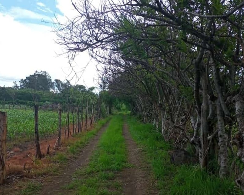 Terreno en Venta totalmente plano en El Progreso Jutiapa (Cantón Las Flores)