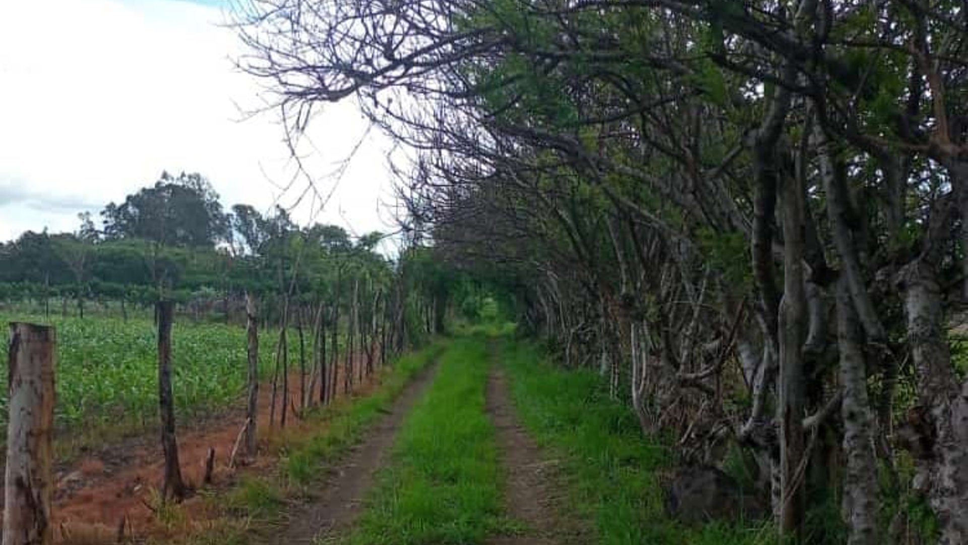 Terreno en Venta totalmente plano en El Progreso Jutiapa (Cantón Las Flores)