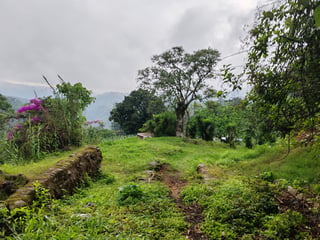 Finca cafetalera en venta 490 cuerdas Ref-4859 - 5