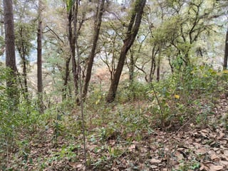 VENTA DE AMPLIO TERRENO 4,460VR2 - EL ENCINAL, MIXCO  - 4