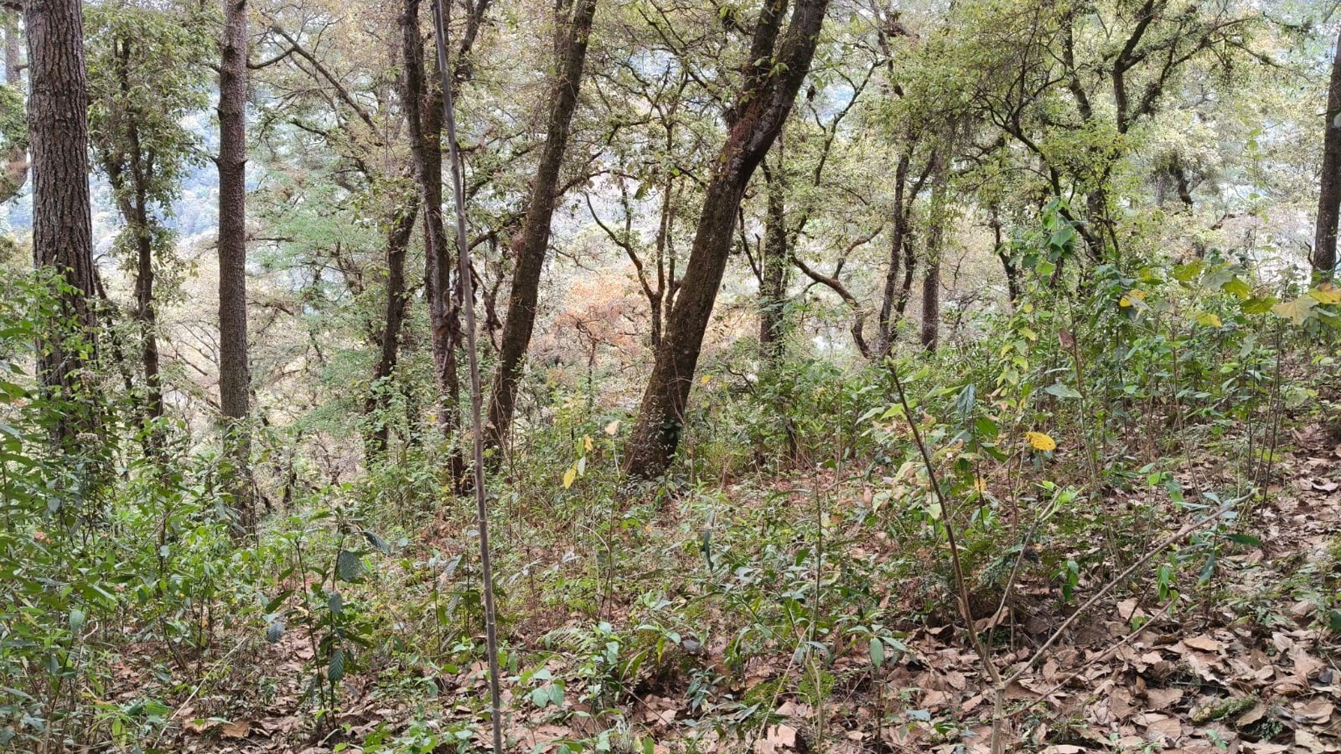 VENTA DE AMPLIO TERRENO 4,460VR2 - EL ENCINAL, MIXCO  - Miniatura 4