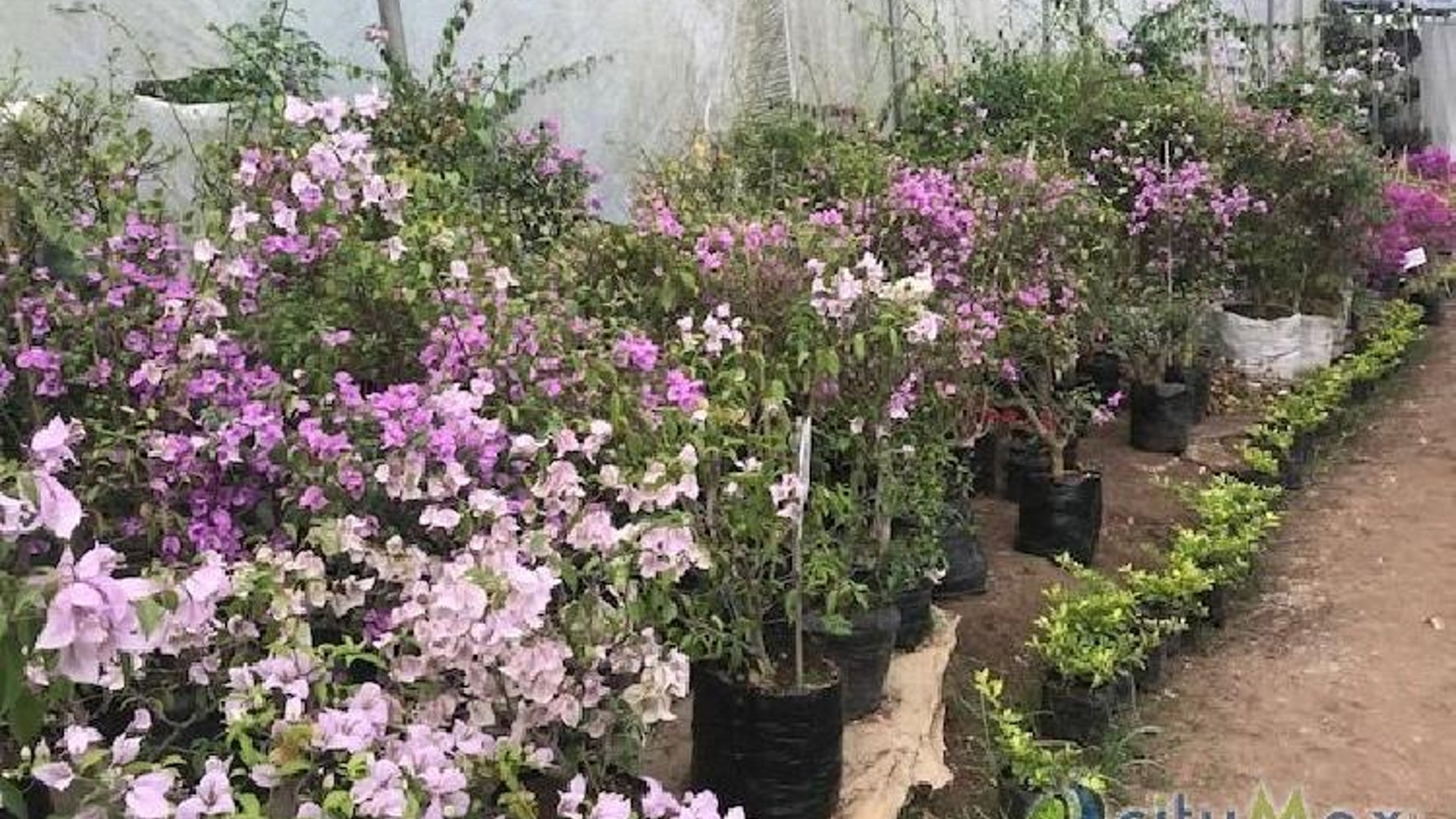 Terreno en venta para desarrollo en San José Pinula - Miniatura 9